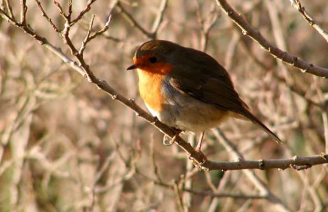 Safari privado por el Parque Nacional de Connemara - Foto 2