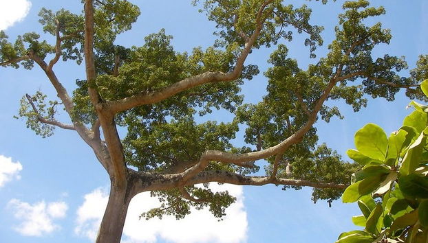 Excursión de día completo a la laguna de Yarinacocha - Foto 2