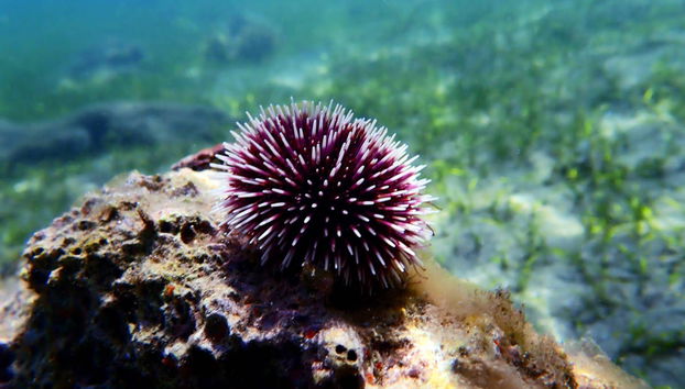 Snorkel en el Parque Natural de Arrábida - Foto 3