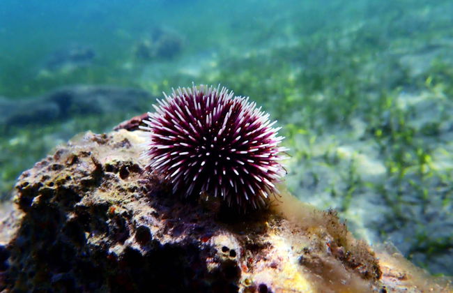 Snorkel en el Parque Natural de Arrábida - Foto 3