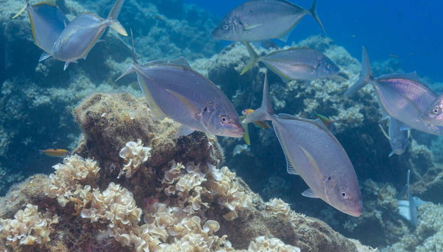 Snorkel en el Parque Natural de Arrábida - Foto 5