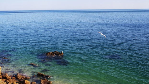 Snorkel en el Parque Natural de Arrábida - Foto 4