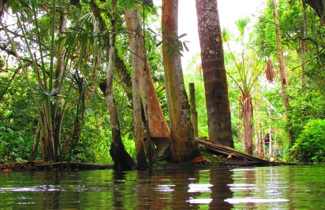 Excursão privada à reserva Santa Elena + Nascente do rio Tioyacu - Foto 3