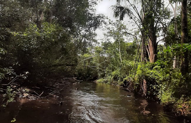 Excursão privada à reserva Santa Elena + Nascente do rio Tioyacu - Foto 7