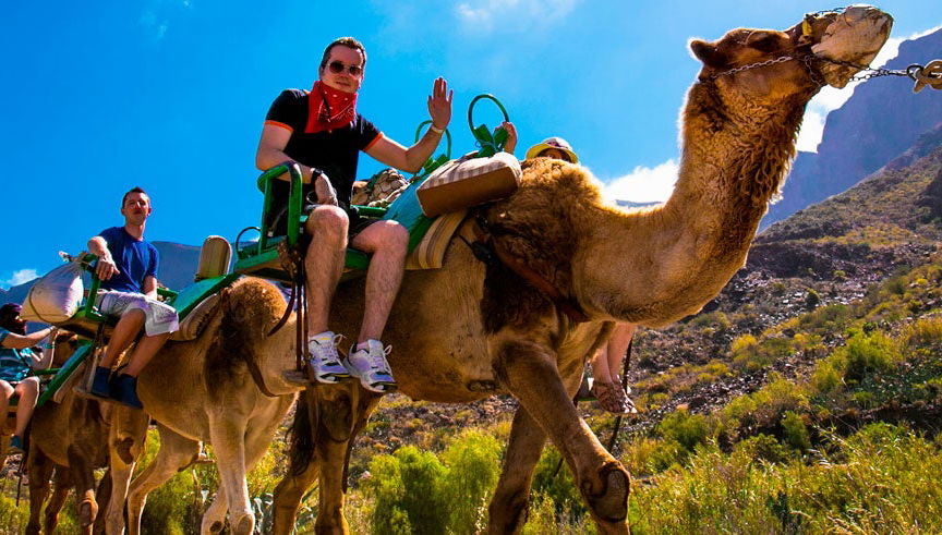 Gran Canaria Camel Ride Tour - Photo 2