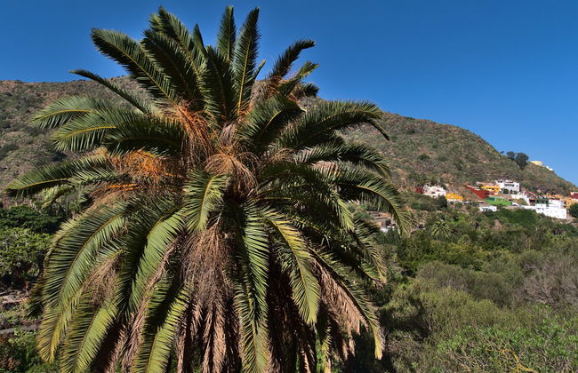 Balade en chameau dans la vallée des Mille Palmiers - Photo 2