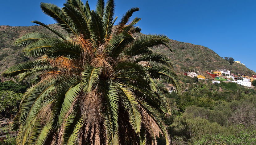 Balade en chameau dans la vallée des Mille Palmiers - Photo 2