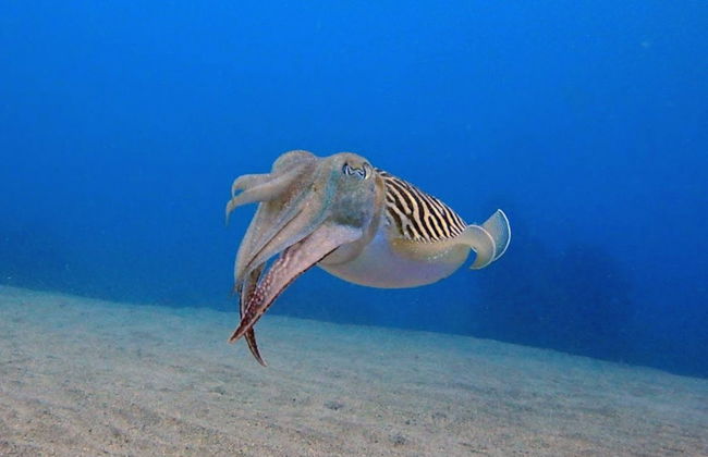 Discover Scuba Diving Experience - Photo 3