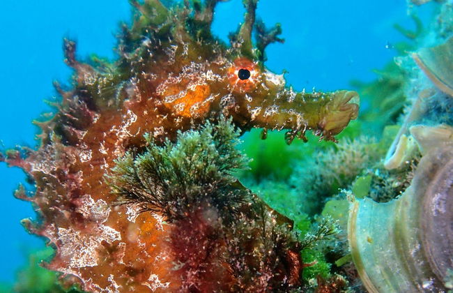 Bautismo de buceo en Costa Teguise - Foto 4