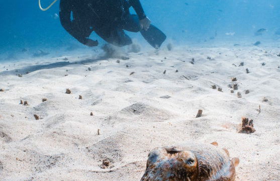 Bautismo de buceo en Costa Teguise - Foto 9