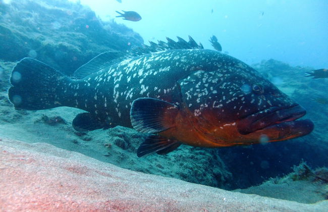 Bautismo de buceo en Costa Teguise - Foto 3