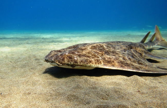 Discover Scuba Diving Experience - Photo 1