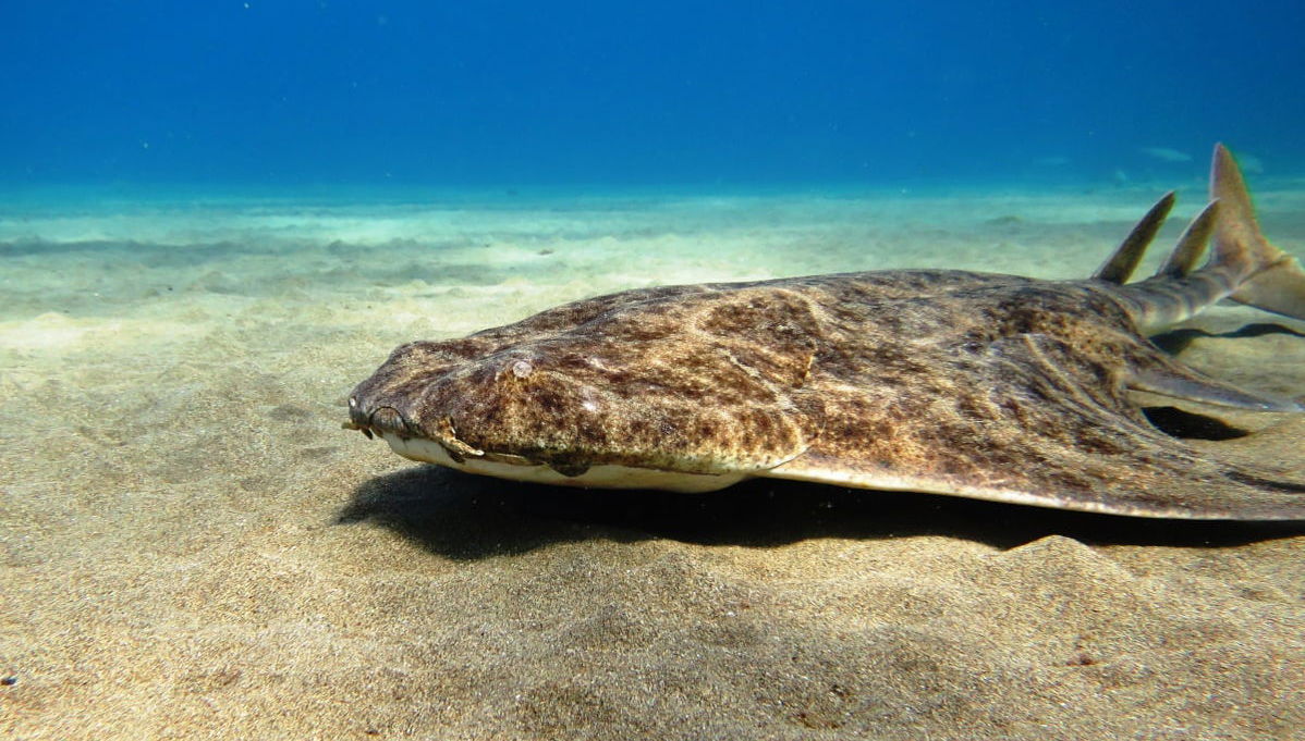 Discover Scuba Diving Experience - Photo 1
