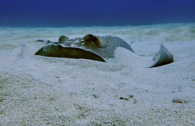 Bautismo de buceo en Costa Teguise - Foto 5