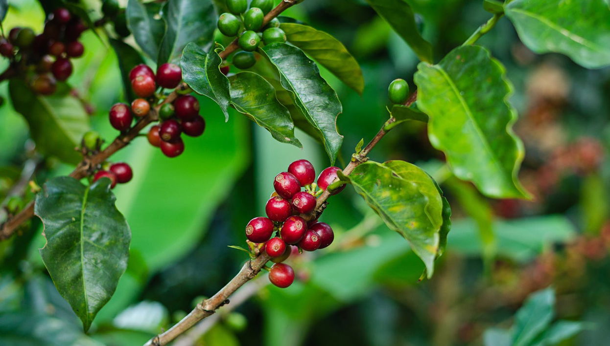 Guatapé Coffee Tour - Photo 1