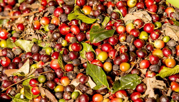 Guatapé Coffee Tour - Photo 4