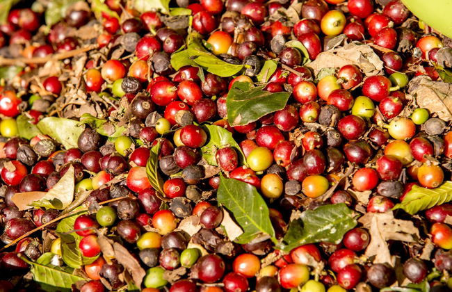 Tour do café por Guatapé - Foto 4