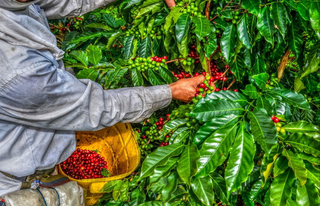 Tour do café por Guatapé - Foto 2