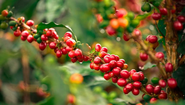 Guatapé Coffee Tour - Photo 3
