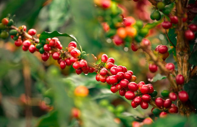 Tour do café por Guatapé - Foto 3