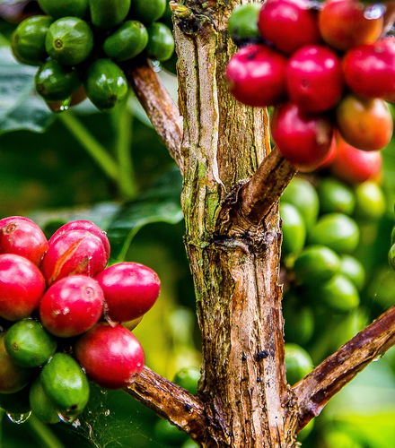Photo – Guatapé Coffee Tour