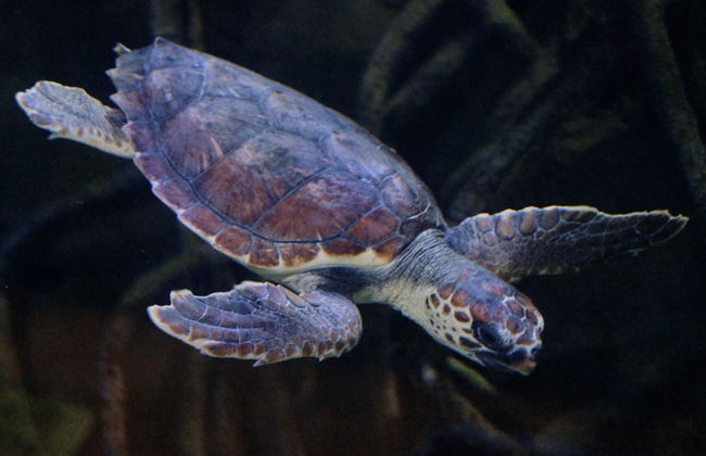 Escursione a Valencia + Oceanogràfic ed Hemisfèric - Foto 1