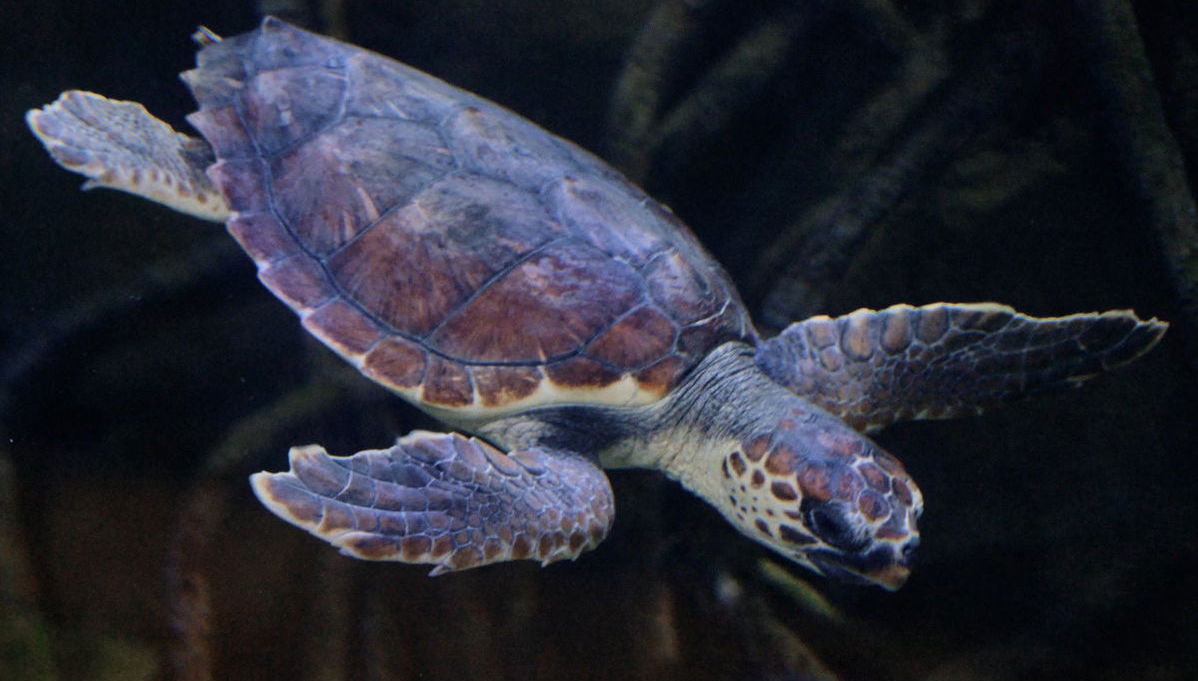 Escursione a Valencia + Oceanogràfic ed Hemisfèric - Foto 1