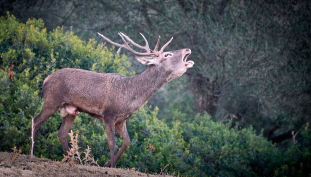 Tour por el Parque de las Sierras de Cazorla, Segura y Las Villas - Foto 2