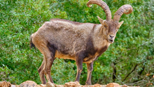 Tour por el Parque de las Sierras de Cazorla, Segura y Las Villas - Foto 5