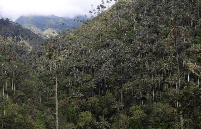 Excursión privada al santuario de palmas de cera de Tochecito - Foto 3