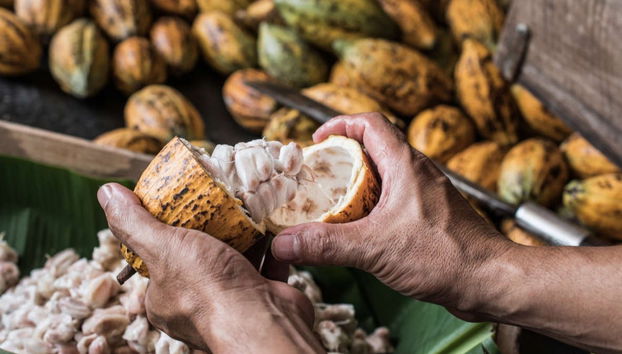 Oficina de chocolate em Puerto Inca - Foto 3