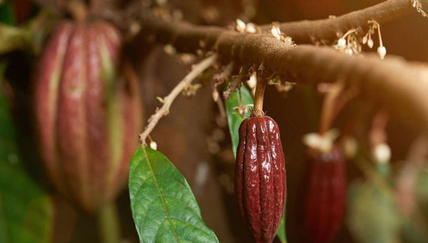 Oficina de chocolate em Puerto Inca - Foto 2