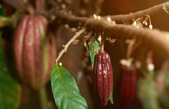 Puerto Inca Chocolate Workshop - Foto 2