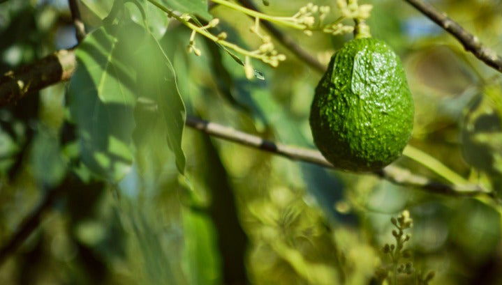 Manizales Avocado Tour - Photo 3
