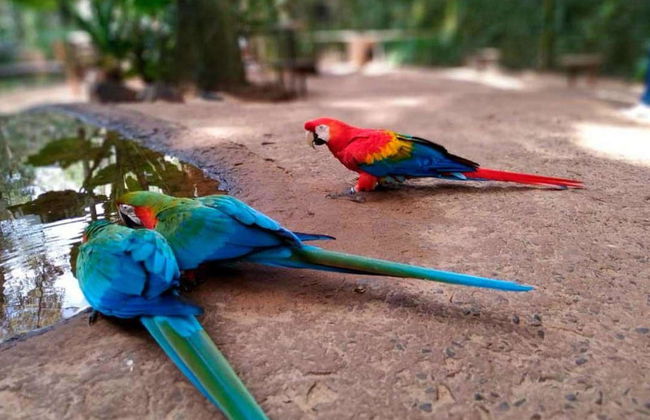 Parque das Aves Ticket - Photo 8