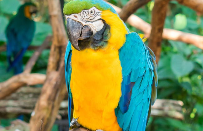 Parque das Aves Ticket - Photo 9