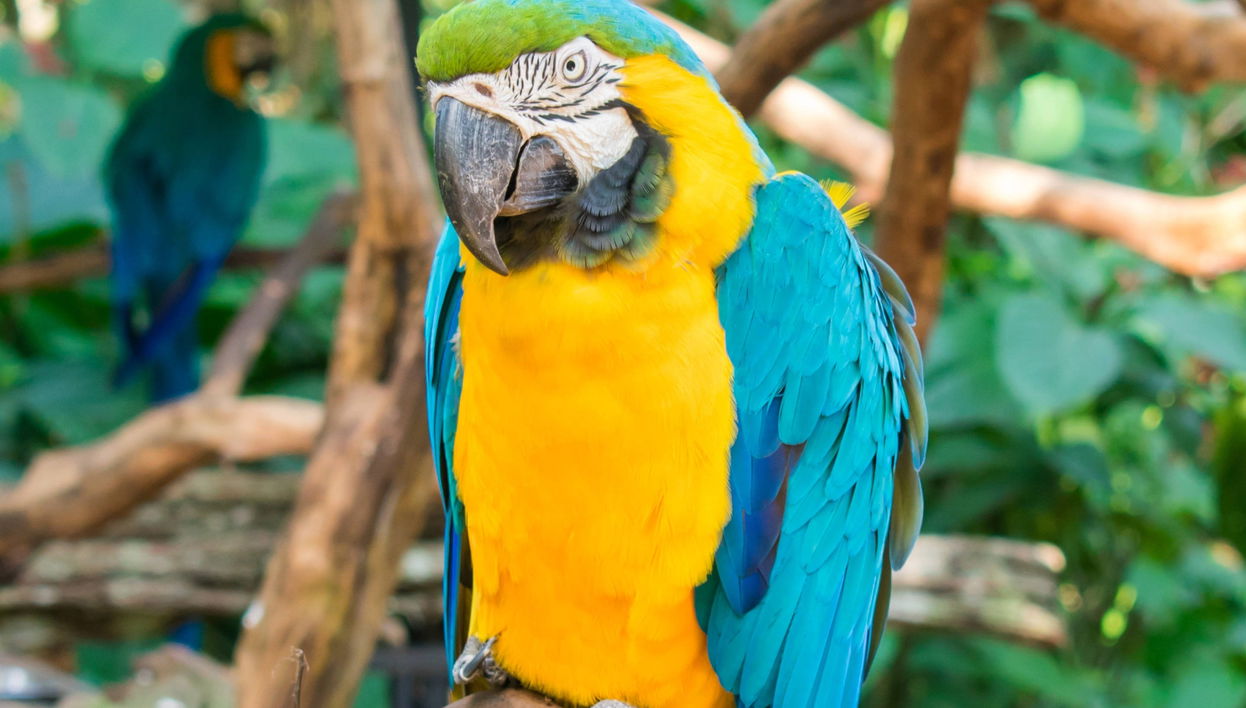 Billet pour le Parque das Aves