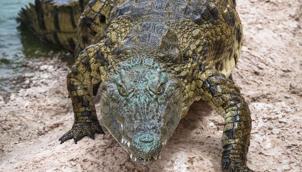 Crocoparc Trip - Photo 2