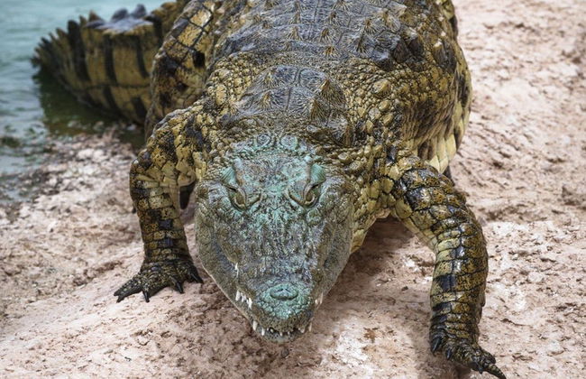 Crocoparc Trip - Photo 2