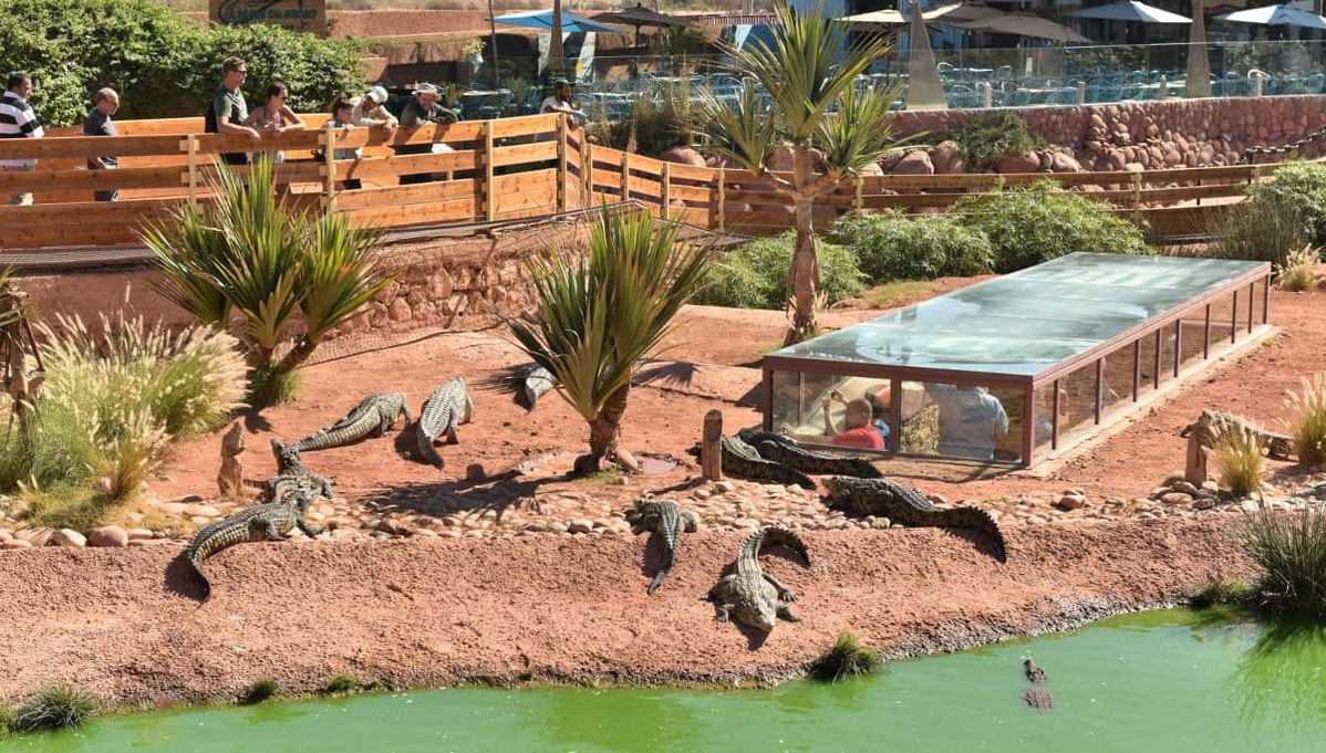 Crocoparc Trip - Photo 1