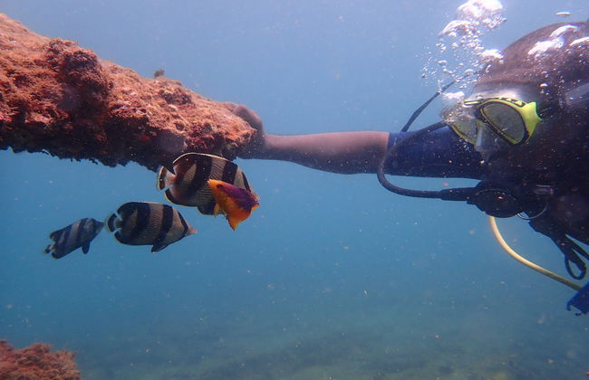 Immersione per principianti a Porto da Barra - Foto 1