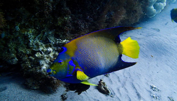 Baptême de plongée à Porto da Barra - Photo 2