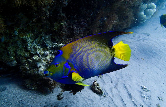 Immersione per principianti a Porto da Barra - Foto 2