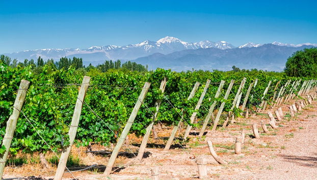 Wine Tasting and Winery Tour - Photo 2