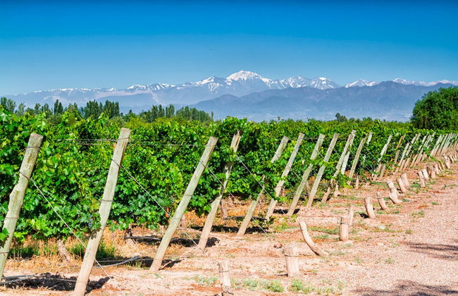 Wine Tasting and Winery Tour - Photo 2