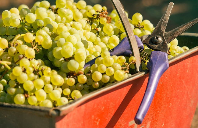 Lujan de Cuyo Wineries Private Tour + Sparkling Wine Tasting - Photo 9