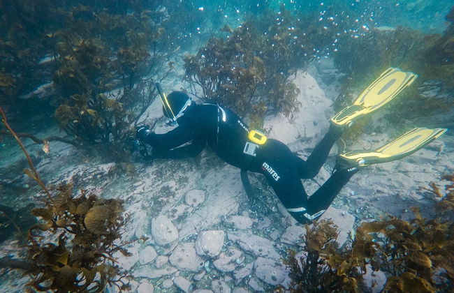 Snorkel en el Canal Beagle - Foto 4