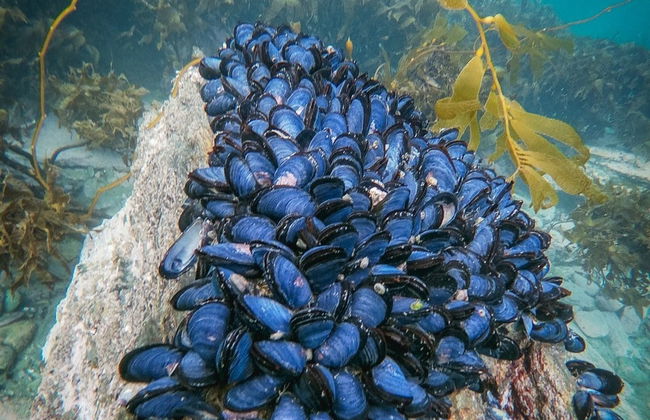 Snorkel en el Canal Beagle - Foto 7