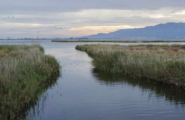 Tour en 4x4 y kayak por el Delta del Ebro - Foto 2