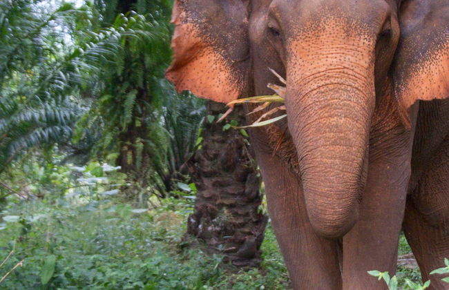 Khao Sok Safari - Photo 8